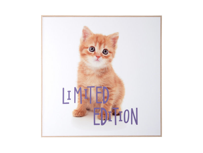 Wall Art Kitten Limited Edition