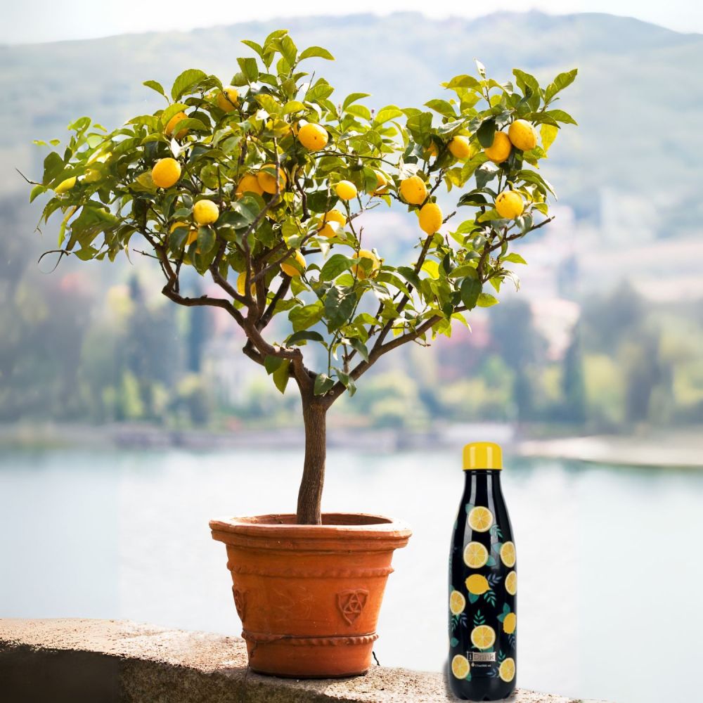 Termus LEMON 500 ml