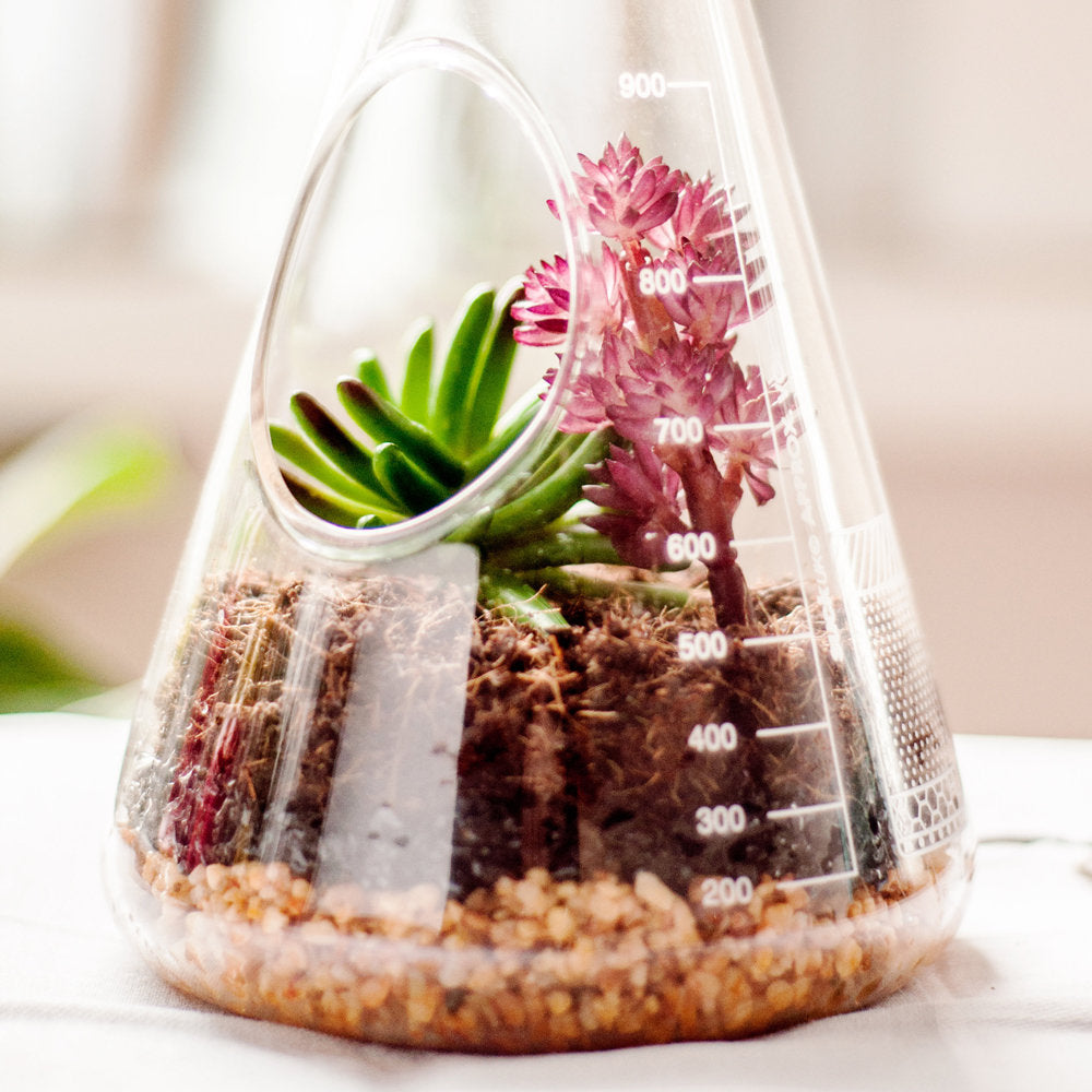 CHEMISTRY SET TERRARIUM