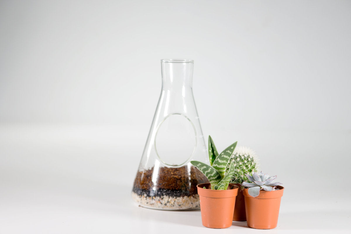 CHEMISTRY SET TERRARIUM