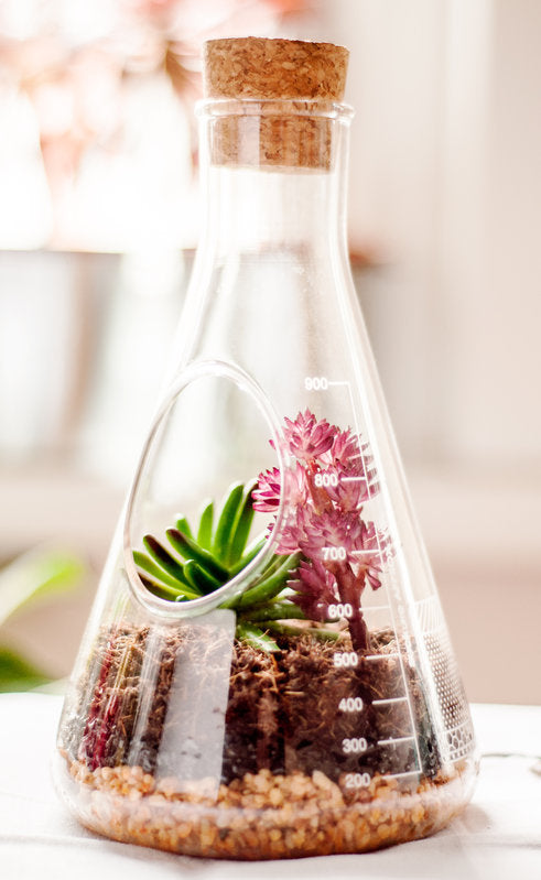 CHEMISTRY SET TERRARIUM