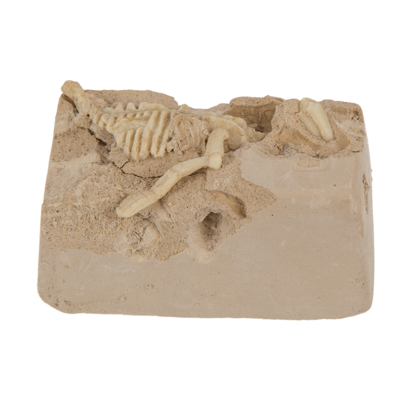 Excavation kit, Dinosaur Skeleton