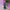 Solar Figurine, Minecraft - Steve